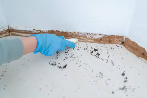 Professional Pest Control in Fair Oaks Ranch, TX